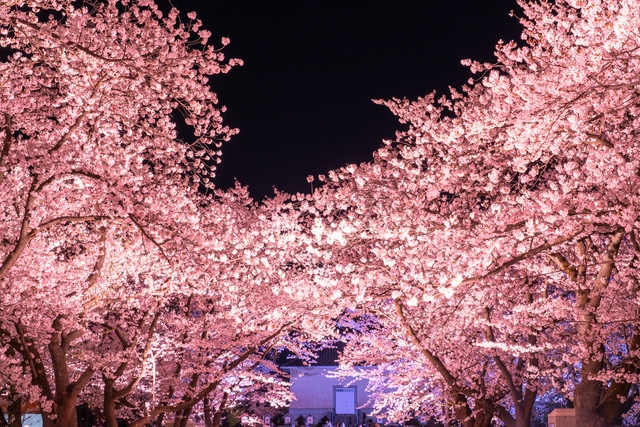 府中｜春の夜桜さんぽ！府中公園周辺のディナー6選｜日替わり日本酒に出汁おでんも