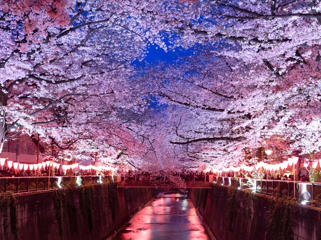 【中目黒】目黒川の夜桜に合わせて予約したいディナー6選｜イタリアンから隠れ家焼鳥まで