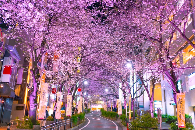 渋谷さくら坂｜夜桜ライトアップに合わせて行きたいグルメ10選！隠れ家和食にフレンチバルも