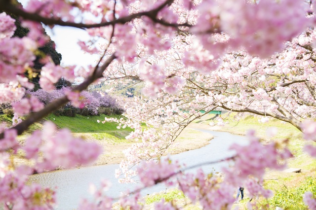 ランチと一緒に桜を楽しむ!店内から桜が見える東京のレストランまとめ