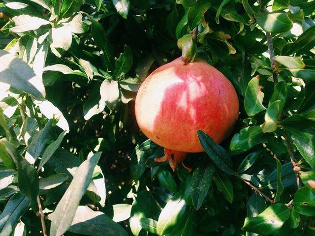 老舗洋食屋さん贅沢オムライス３選