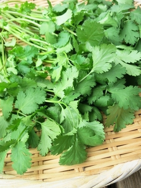 町田駅周辺でパクチーを食べるならこちら！人気店5選