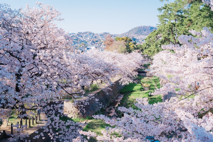 夙川 花見　ランチ